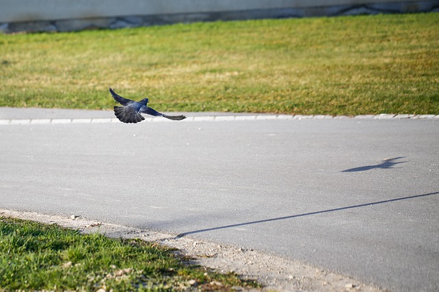 Free download no good landing approach bird free picture to be edited with GIMP free online image editor