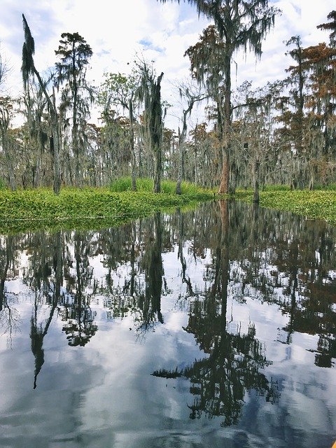 Free download Nola Wetland -  free photo or picture to be edited with GIMP online image editor