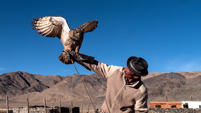 Free download nomad owl mongolia wildlife nature free picture to be edited with GIMP free online image editor