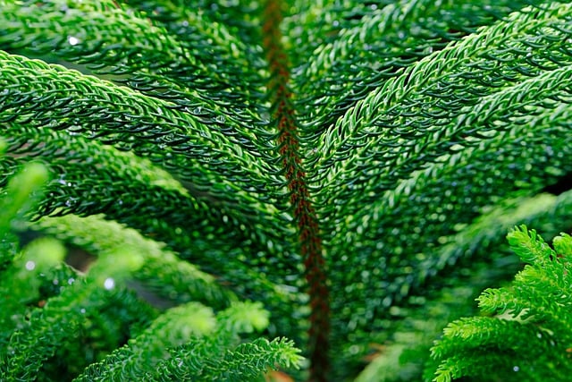 Free download norfolk tree pine leaves free picture to be edited with GIMP free online image editor
