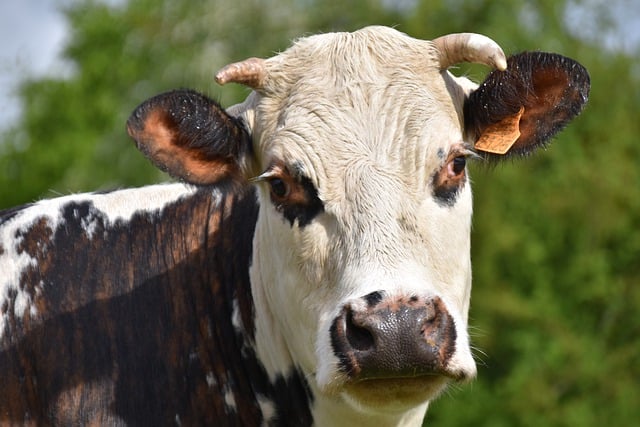 Free download norman cow cow farm animal milk cow free picture to be edited with GIMP free online image editor