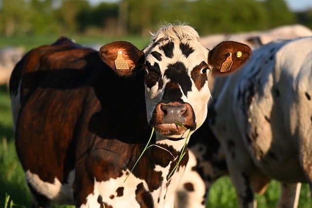 Free download norman cows nature cattle free picture to be edited with GIMP free online image editor