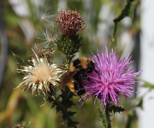 Free download Northern Amber Bumblebee Bombus -  free photo or picture to be edited with GIMP online image editor