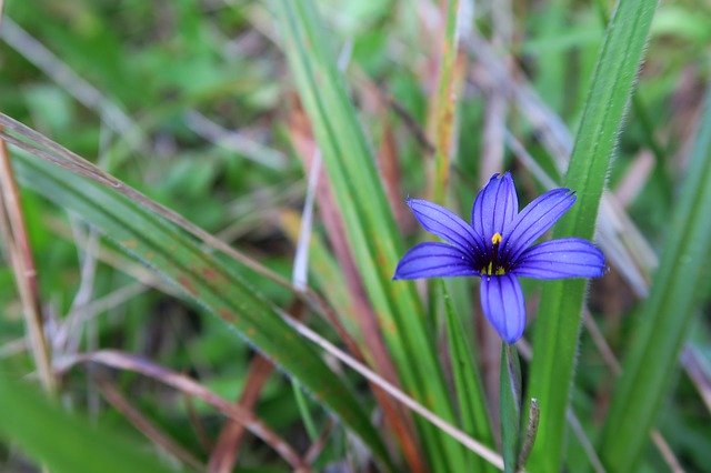 Muat turun percuma Northern California Flower Grass - foto atau gambar percuma percuma untuk diedit dengan editor imej dalam talian GIMP