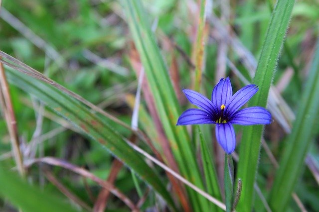 Download gratuito Northern California Flower Grass - foto o immagine gratis da modificare con l'editor di immagini online di GIMP