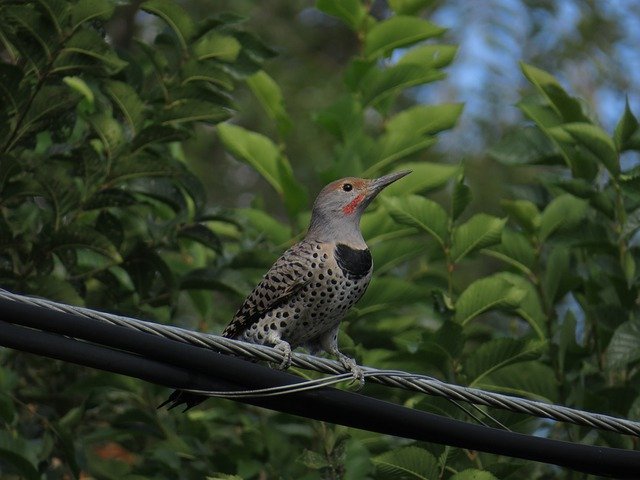 Free download Northern Flicker Bird On A -  free photo or picture to be edited with GIMP online image editor