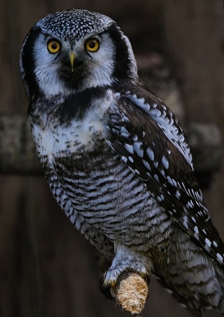 Free download northern hawk owl northern hawk owl free picture to be edited with GIMP free online image editor