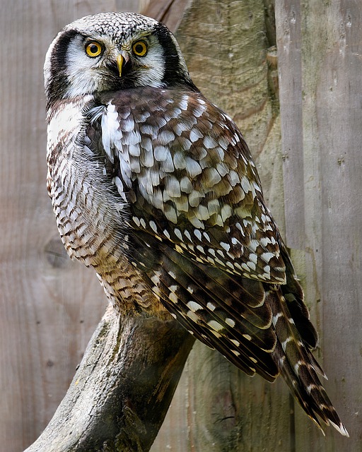 Free download northern hawk owl screech owl owl free picture to be edited with GIMP free online image editor