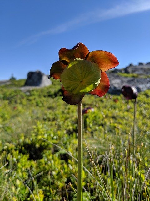 Descărcare gratuită Northern Pitcher Flower Sarracenia - fotografie sau imagine gratuită pentru a fi editată cu editorul de imagini online GIMP