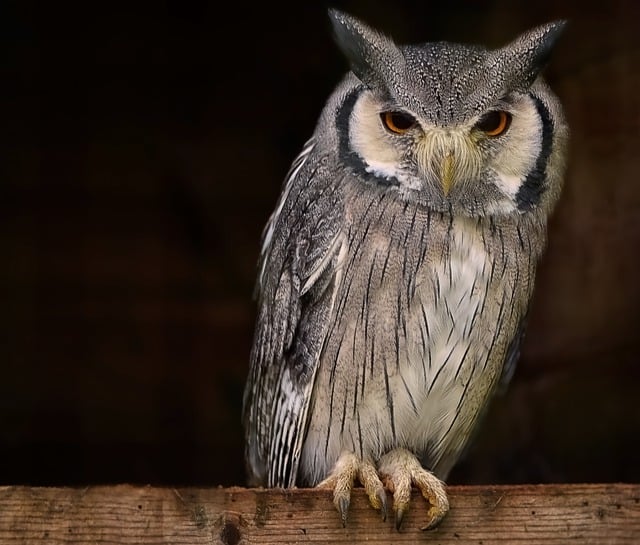 Free download northern white faced owl free picture to be edited with GIMP free online image editor