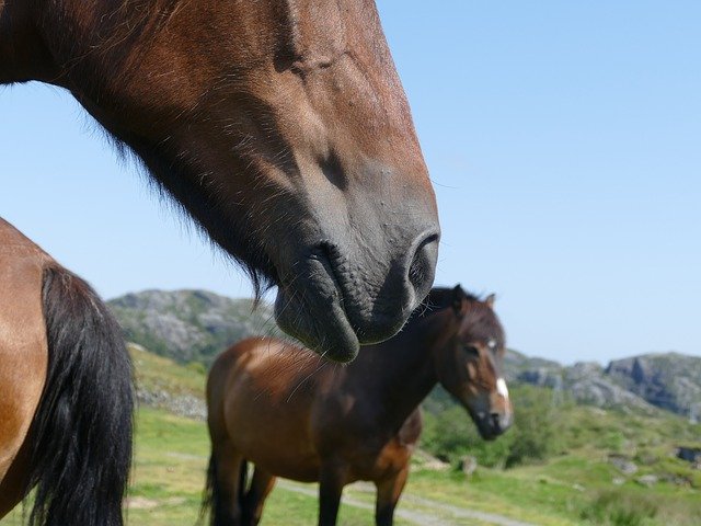 Download gratuito Piede di cavallo norvegese - foto o immagine gratis da modificare con l'editor di immagini online di GIMP