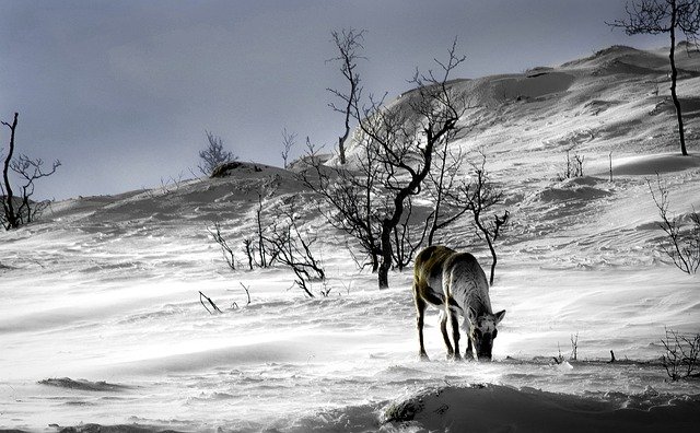 Free download Norway It Landscape -  free photo or picture to be edited with GIMP online image editor
