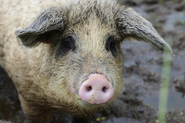Free download Norway Pig Mangalitsa -  free photo or picture to be edited with GIMP online image editor