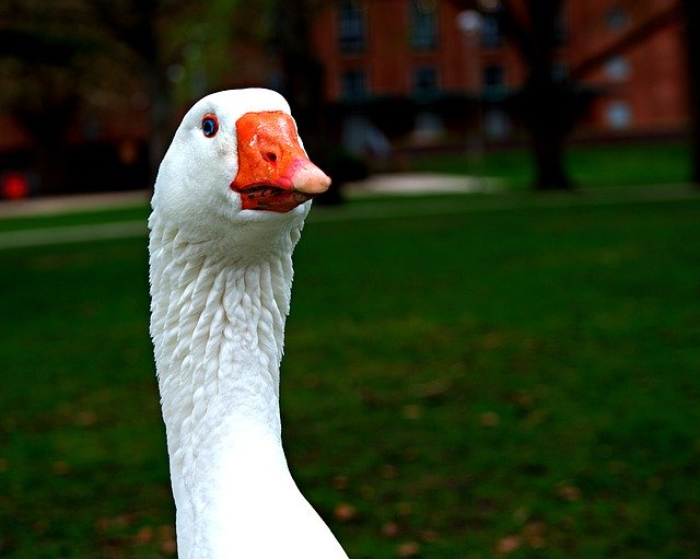 Free download Norwegian White Goose Gander Blue -  free photo or picture to be edited with GIMP online image editor