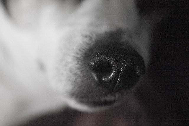 ดาวน์โหลดฟรี Nose Dog Animal - รูปภาพหรือรูปภาพฟรีที่จะแก้ไขด้วยโปรแกรมแก้ไขรูปภาพออนไลน์ GIMP