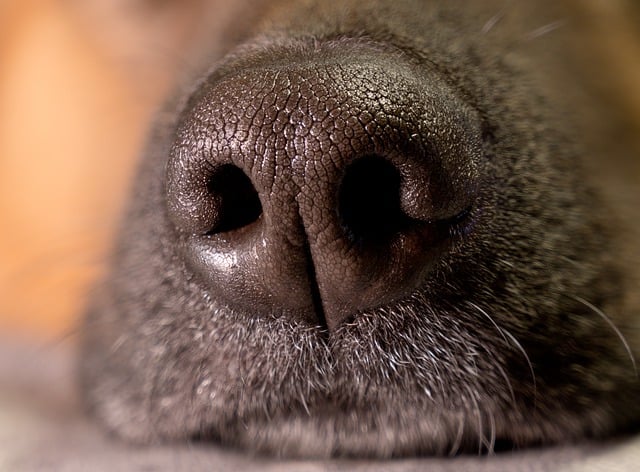 Free download nose dog pet close up canine free picture to be edited with GIMP free online image editor