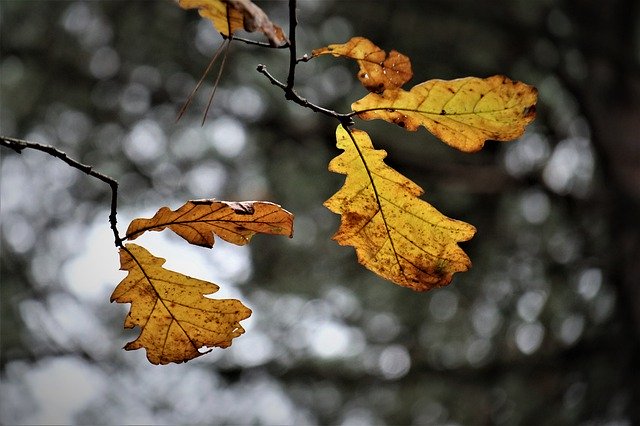 הורדה חינם של November Vanishing Foliage - תמונה או תמונה בחינם לעריכה עם עורך התמונות המקוון GIMP