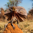 ntroduction to the Theme: Chlamydosaurus Kingii (Frilled Neck Lizard)  screen for extension Chrome web store in OffiDocs Chromium