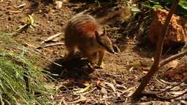 Free download Numbat Tongue Showing Long -  free video to be edited with OpenShot online video editor