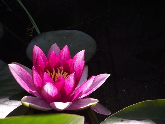 無料ダウンロードNuphar Lutea Garden Pond Water - GIMPオンライン画像エディターで編集できる無料の写真または画像