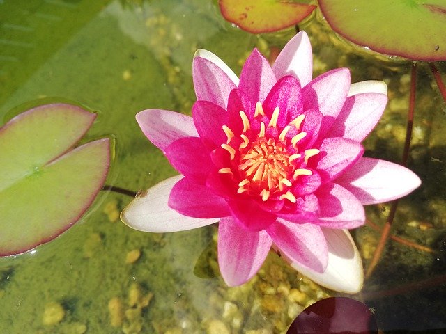 Free download Nuphar Lutea Water Lily Summer -  free photo or picture to be edited with GIMP online image editor