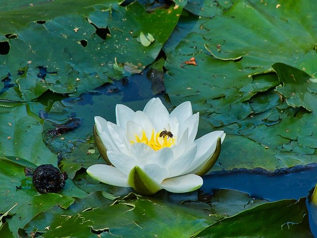 Kostenloser Download Nuphar Lutea White Water Flower - kostenloses Foto oder Bild zur Bearbeitung mit GIMP Online-Bildbearbeitung