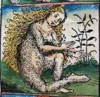 Free download Nuremberg Chronicle Peoples of the World Hairy free photo or picture to be edited with GIMP online image editor