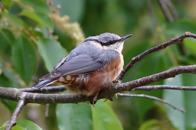 Free download nuthatch bird animal beak feathers free picture to be edited with GIMP free online image editor