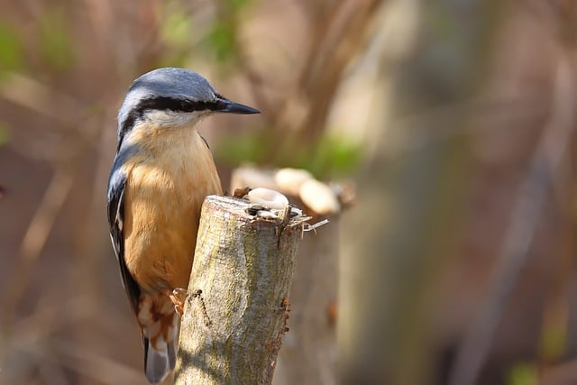 Free download nuthatch bird branch feed park free picture to be edited with GIMP free online image editor