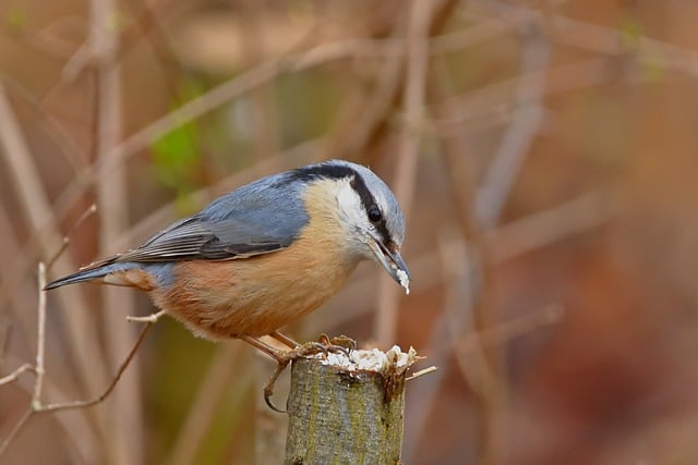 Free download nuthatch bird feed branch park free picture to be edited with GIMP free online image editor