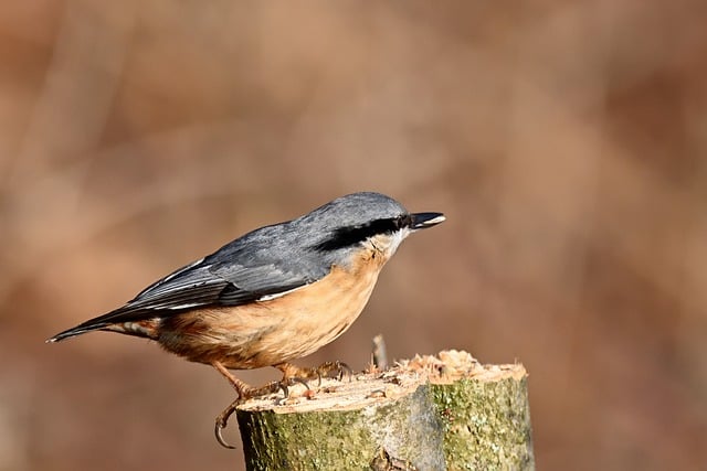 Free download nuthatch bird nature ornithology free picture to be edited with GIMP free online image editor
