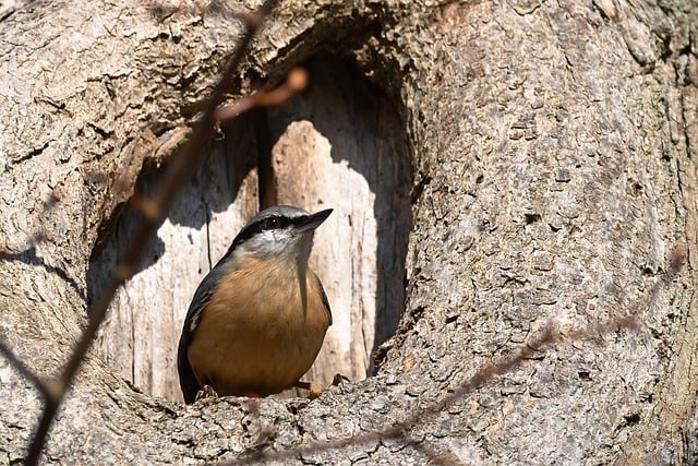 Free download nuthatch bird nature plumage free picture to be edited with GIMP free online image editor