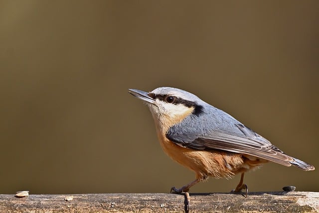 Free download nuthatch bird nature wildlife free picture to be edited with GIMP free online image editor