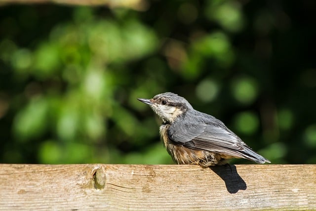 Free download nuthatch bird ornithology species free picture to be edited with GIMP free online image editor