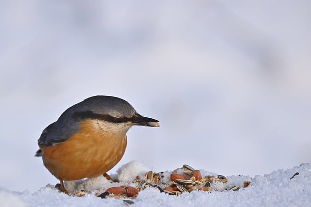 Free download nuthatch bird snow winter nature free picture to be edited with GIMP free online image editor