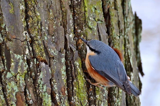 Free download nuthatch bird tree foraging winter free picture to be edited with GIMP free online image editor