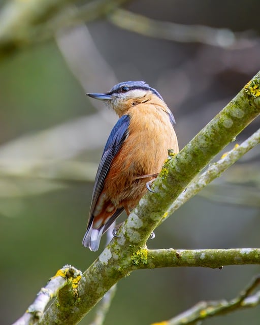 Free download nuthatch bird wild bird songbird free picture to be edited with GIMP free online image editor