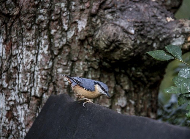 Free download Nuthatch Bird Wildlife -  free photo or picture to be edited with GIMP online image editor