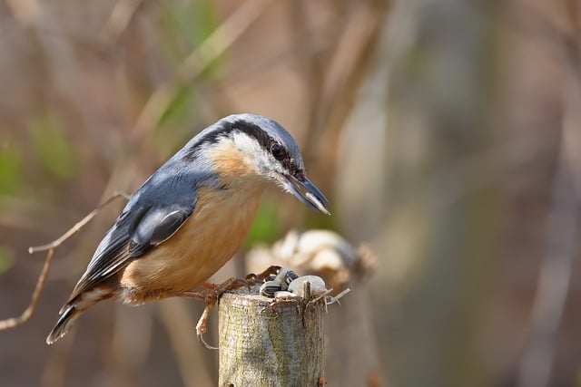 Free download nuthatch bird wildlife animal free picture to be edited with GIMP free online image editor