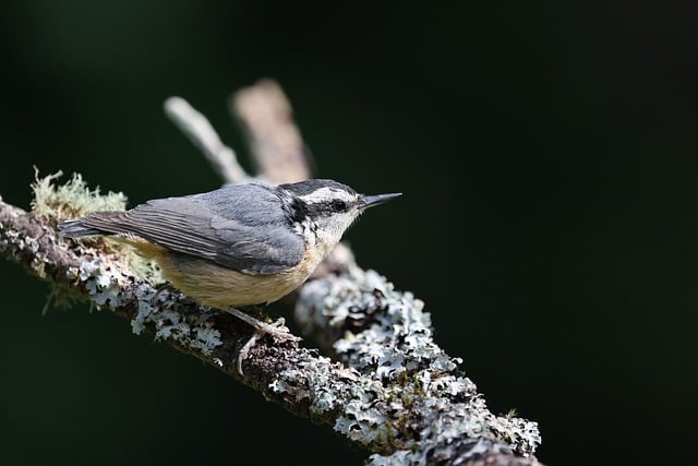 Free download nuthatch nature bird wildlife free picture to be edited with GIMP free online image editor