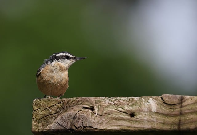 Free download nuthatch nature bird woodpecker free picture to be edited with GIMP free online image editor