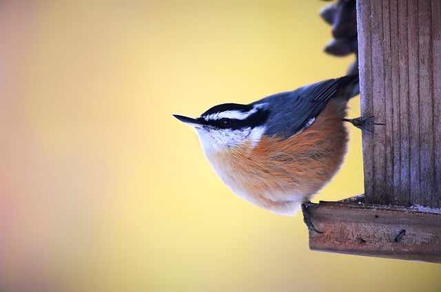 Free download nuthatch red breasted nuthatch bird free picture to be edited with GIMP free online image editor