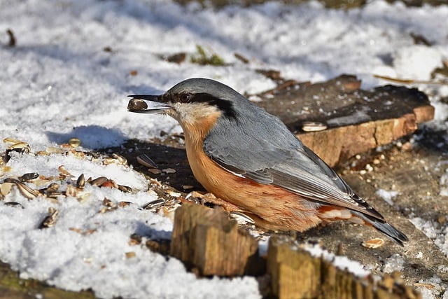 Free download nuthatch winter snow foraging park free picture to be edited with GIMP free online image editor
