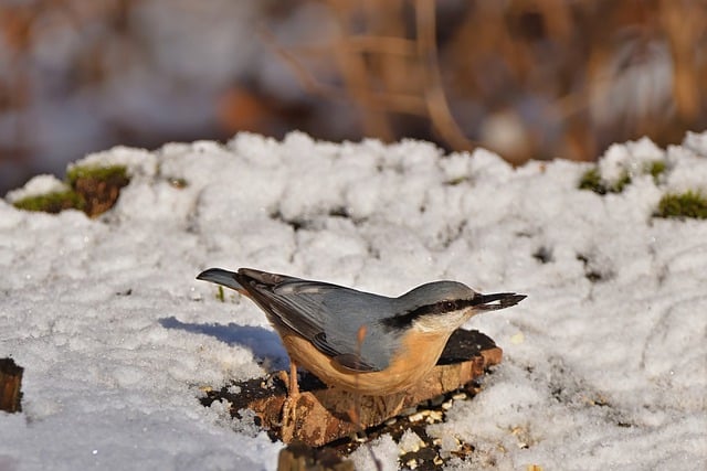 Free download nuthatch winter snow park bird free picture to be edited with GIMP free online image editor