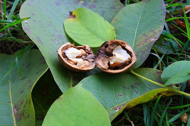 הורדה חינם של Nut Leaves Nature - תמונה או תמונה בחינם לעריכה עם עורך התמונות המקוון של GIMP