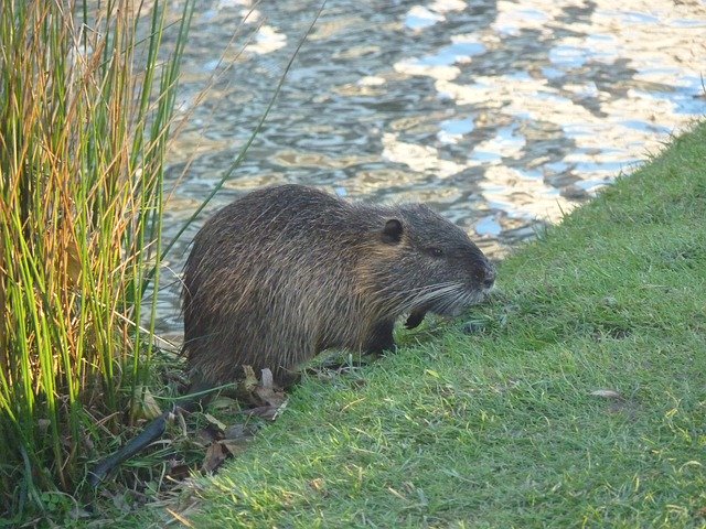 Free picture Nutria Bank River -  to be edited by GIMP free image editor by OffiDocs