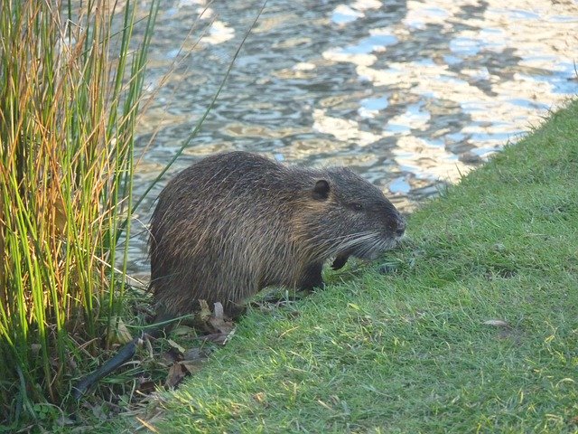 Unduh gratis Nutria Bank River - foto atau gambar gratis untuk diedit dengan editor gambar online GIMP