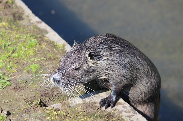 Gratis download Nutria Beaver Rat Aquatic - gratis foto of afbeelding om te bewerken met GIMP online afbeeldingseditor