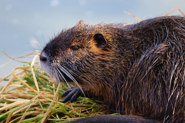 Free download nutria beaver rat coypu free picture to be edited with GIMP free online image editor