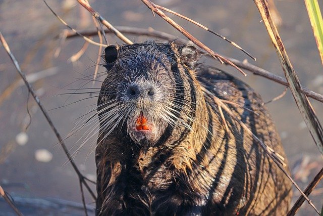 Free download nutria beaver rat coypu rodent free picture to be edited with GIMP free online image editor